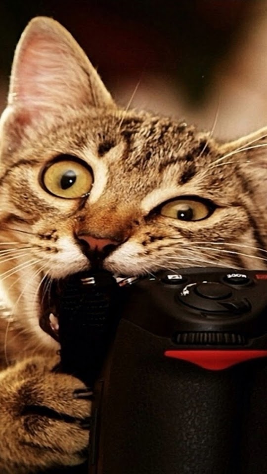   Funny Cat   Galaxy Note HD Wallpaper