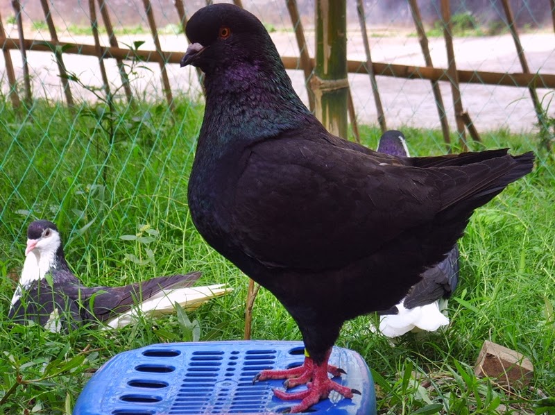 Pigeon Black King Pigeon