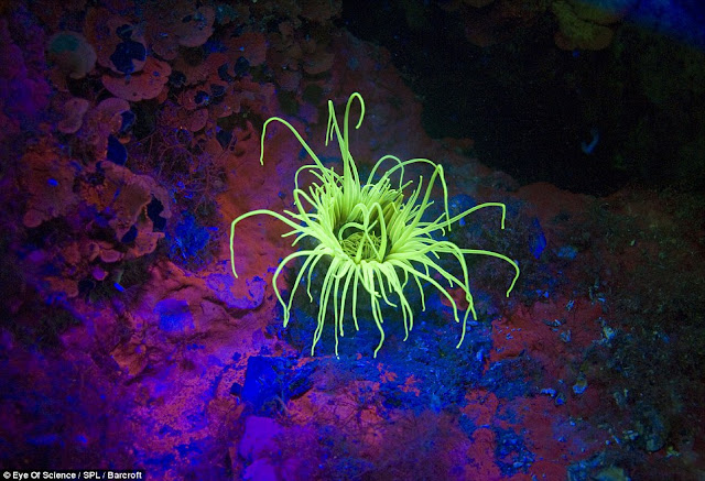 صور ولا أروع من أعماق البحر الأحمر Fluorescent+lights+01