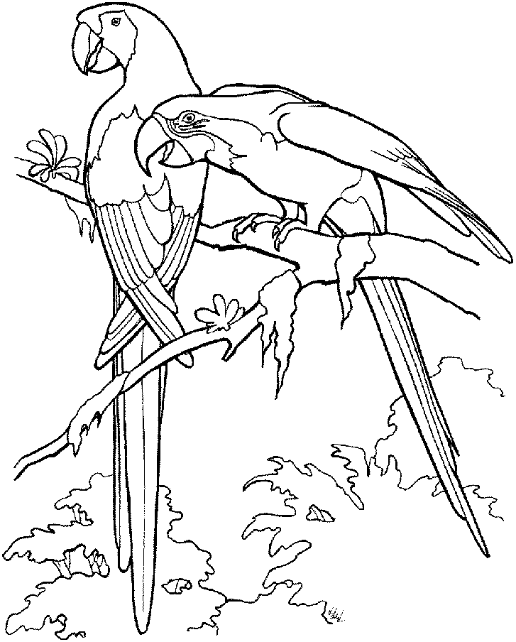 bauzinho da web baÚ da web desenhos de arara para colorir