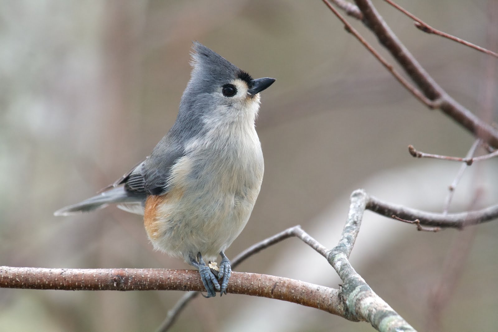 tufted titmouse so much fun to watch hey you with the tufted titmouse so much fun to watch hey you with the