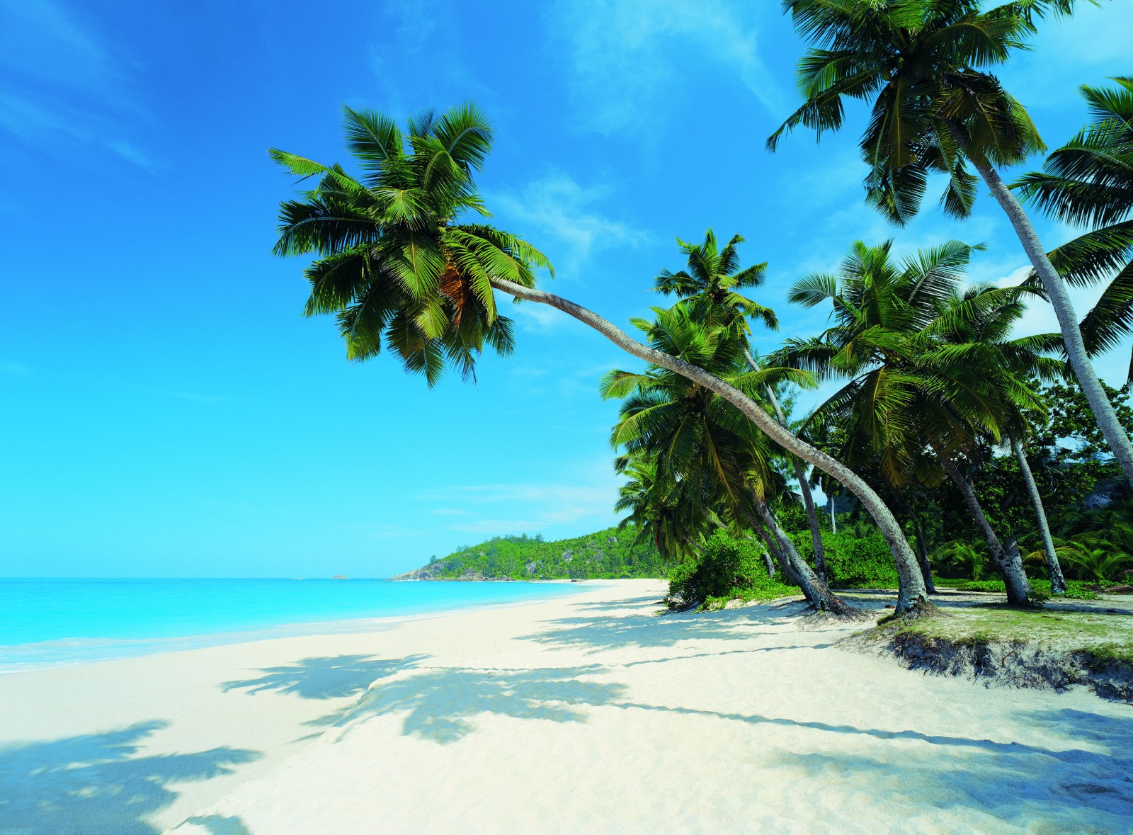 HD Wallpapers: palm tree wallpapers hd