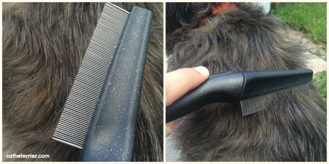 Andis Flea Comb removes adult fleas, dirt and mats in pets fur