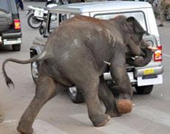 Elephants go on the rampage in Mysore Elephants-rampage-Mysore-Indian-city-08-June-2011