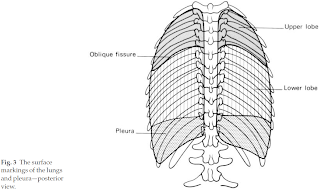 Understanding the Clinical Guide to Anatomy: Surface markings of the