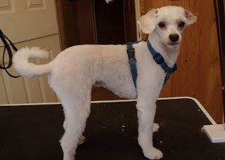 Funny Maltese Poodle Dogs Funny Maltese Poodle Dogs