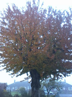 Autumn leaves and autumn trees