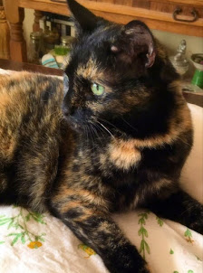 Miss Lily Luna.  Look out.  She can have serious tortietude.