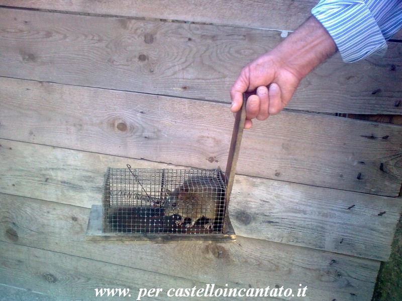 Diario di una biologa : derattizzazione non cruenta ed ecologica Come eliminare i topi da casa