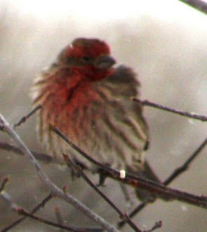 All fluffed up!