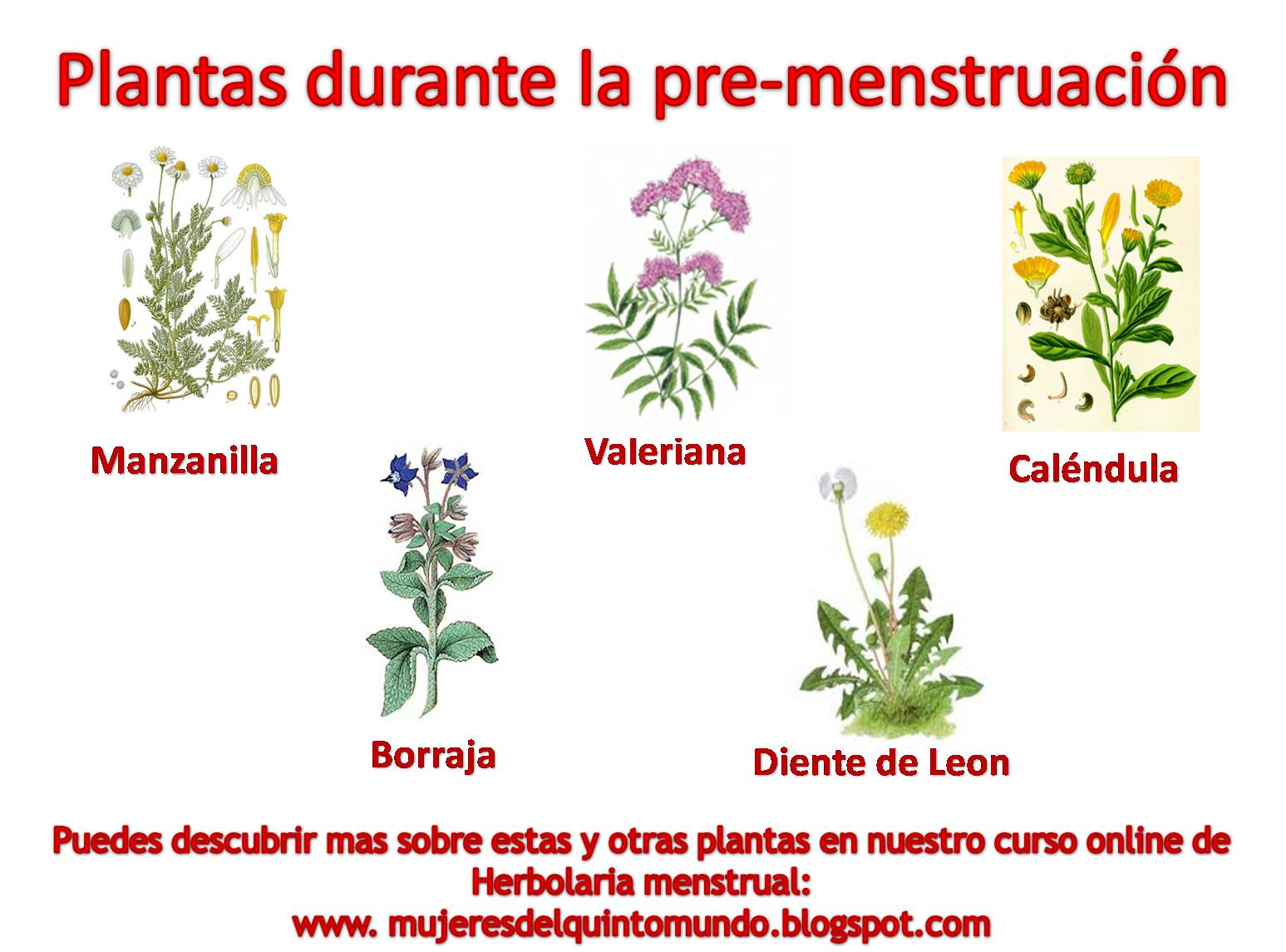 Guia plantas utiles durante la pre-menstruacion