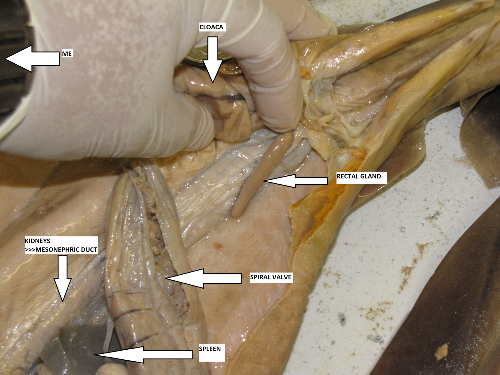 Dogfish+shark+dissection+pictures