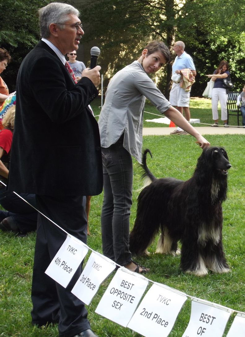 Tennessee Valley Kennel Club Dog Show in Krutch Park Inside of Knoxville