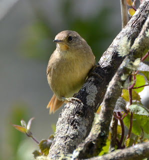 Itatiaia Spinetail, Oreophylax moreirae