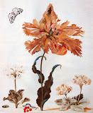 This Weeks Inspiration from - Botanical Art