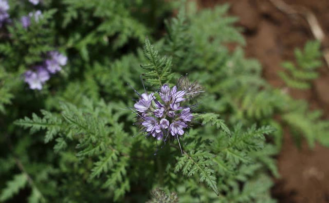 Phacelia Tanacetifolia Flowers Pictures