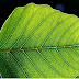 Artificial Leaf to Generate Energy Naturally