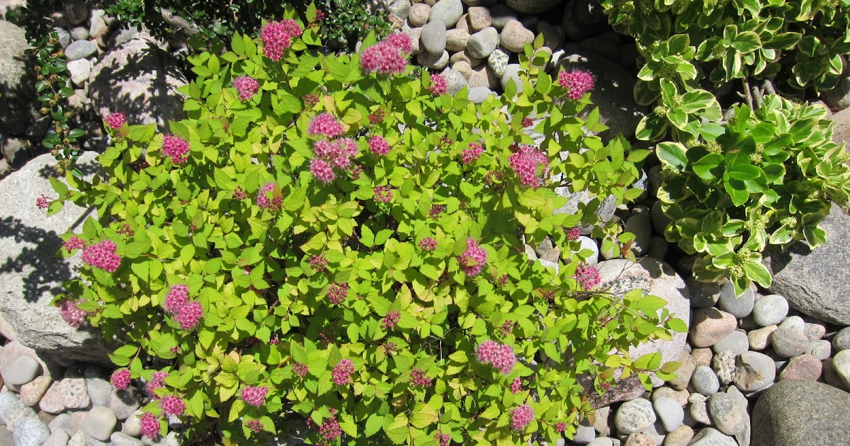 plants in the garden Spirea Magic Carpet
