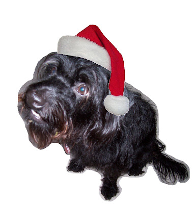 black dog wearing santa hat
