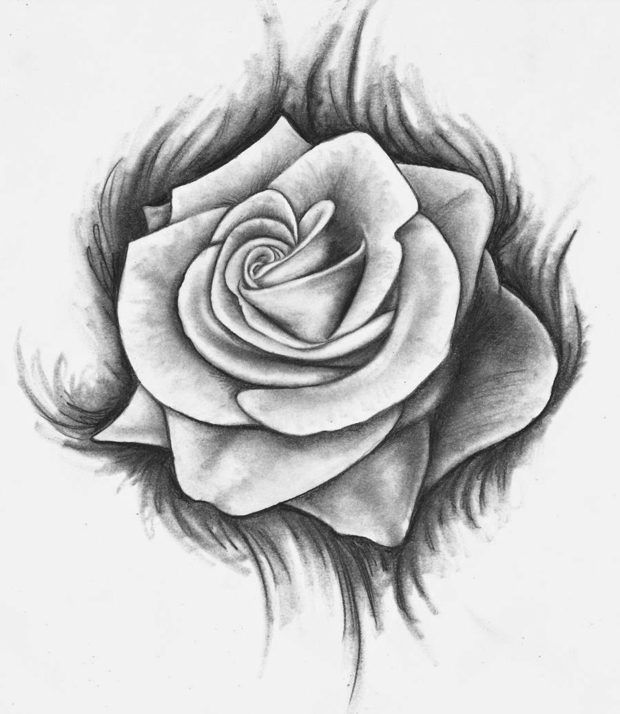 Rose Drawing Rose Drawing