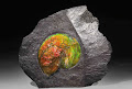 rainbow fossil