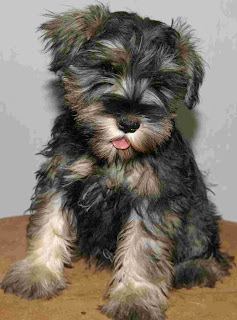 Schnauzer Puppy Image