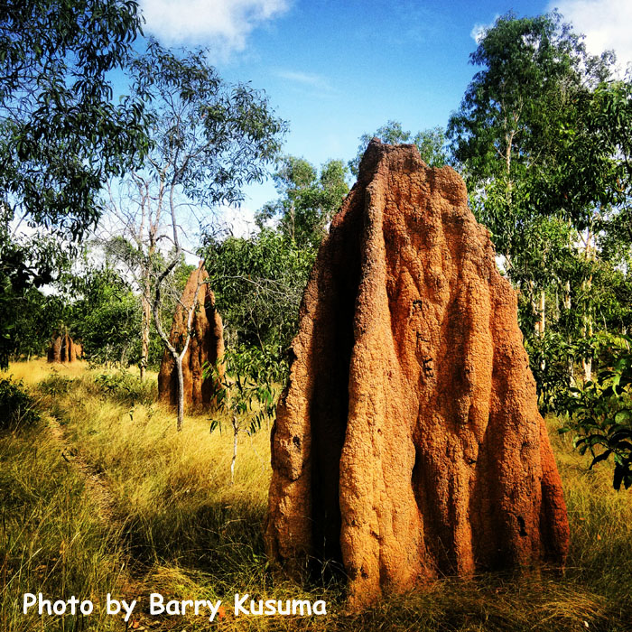 "Travel Journey": Taman Nasional Wasur Merauke, Serengeti Papua.
