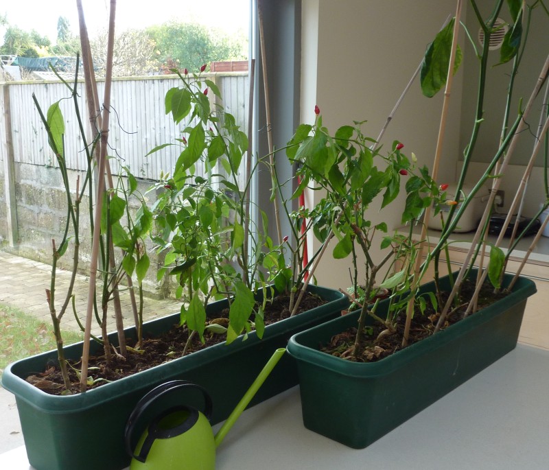 Pruning Chillies For Over Wintering SeanD