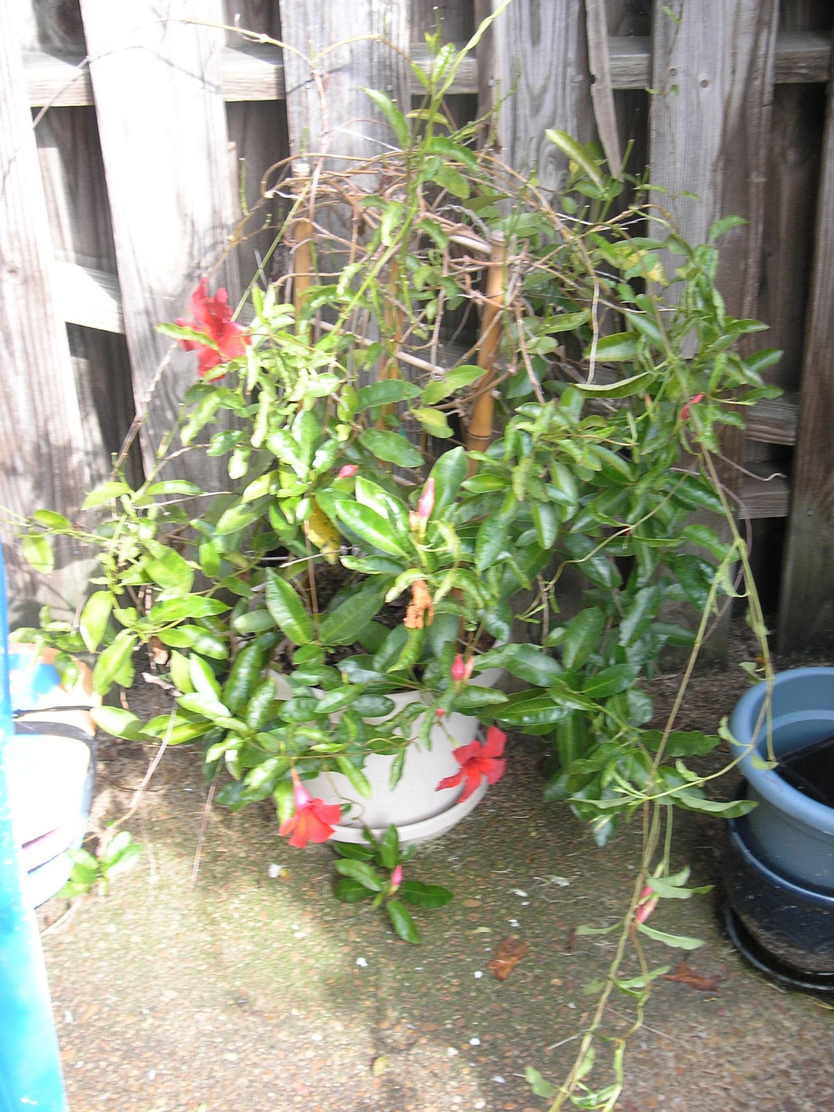 Lysa's Garden Mandevilla, how it's holding up.