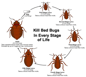 How do you freeze bed bugs to death?