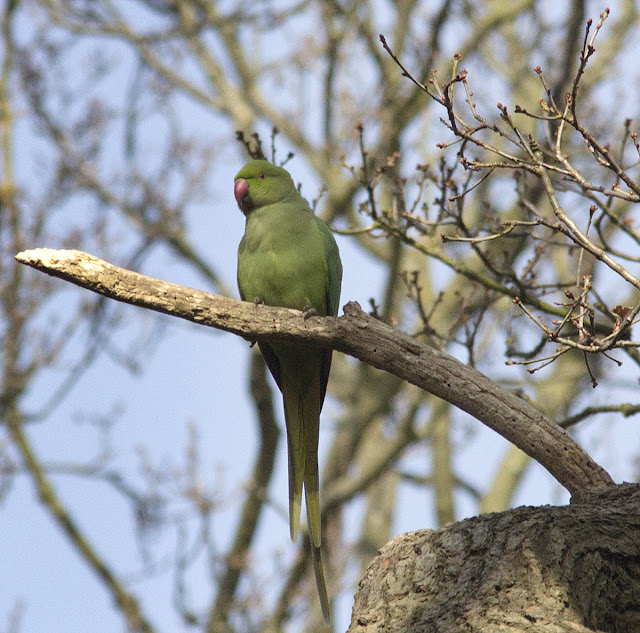 Rose-ringed Parakeet, Psittacula krameri. Juvenile or female. Bird walk in Jubilee Country Park, 24 March 2012. Rose-ringed Parakeet, Psittacula krameri. Juvenile or female. Bird walk in Jubilee Country Park, 24 March 2012.
