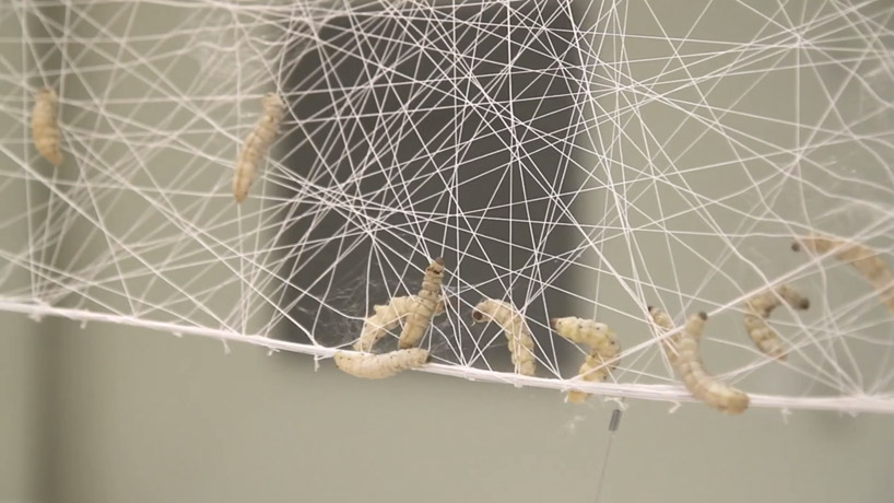 Silk Pavilon, MIT Media Lab, 2013. Silk Pavilon, MIT Media Lab, 2013.