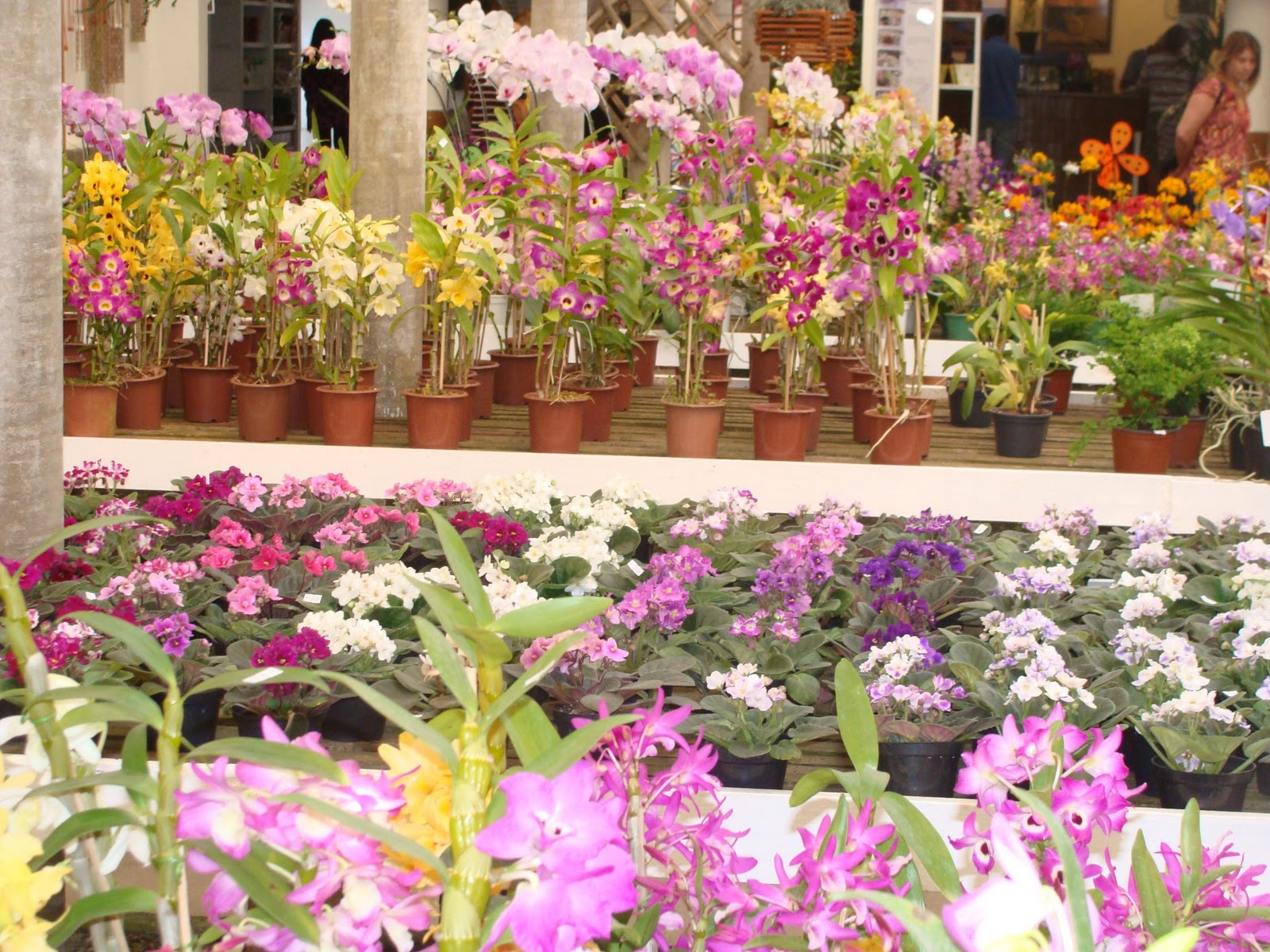 Paixão por orquídeas Meu orquidário Exposição na Florália Niterói/RJ