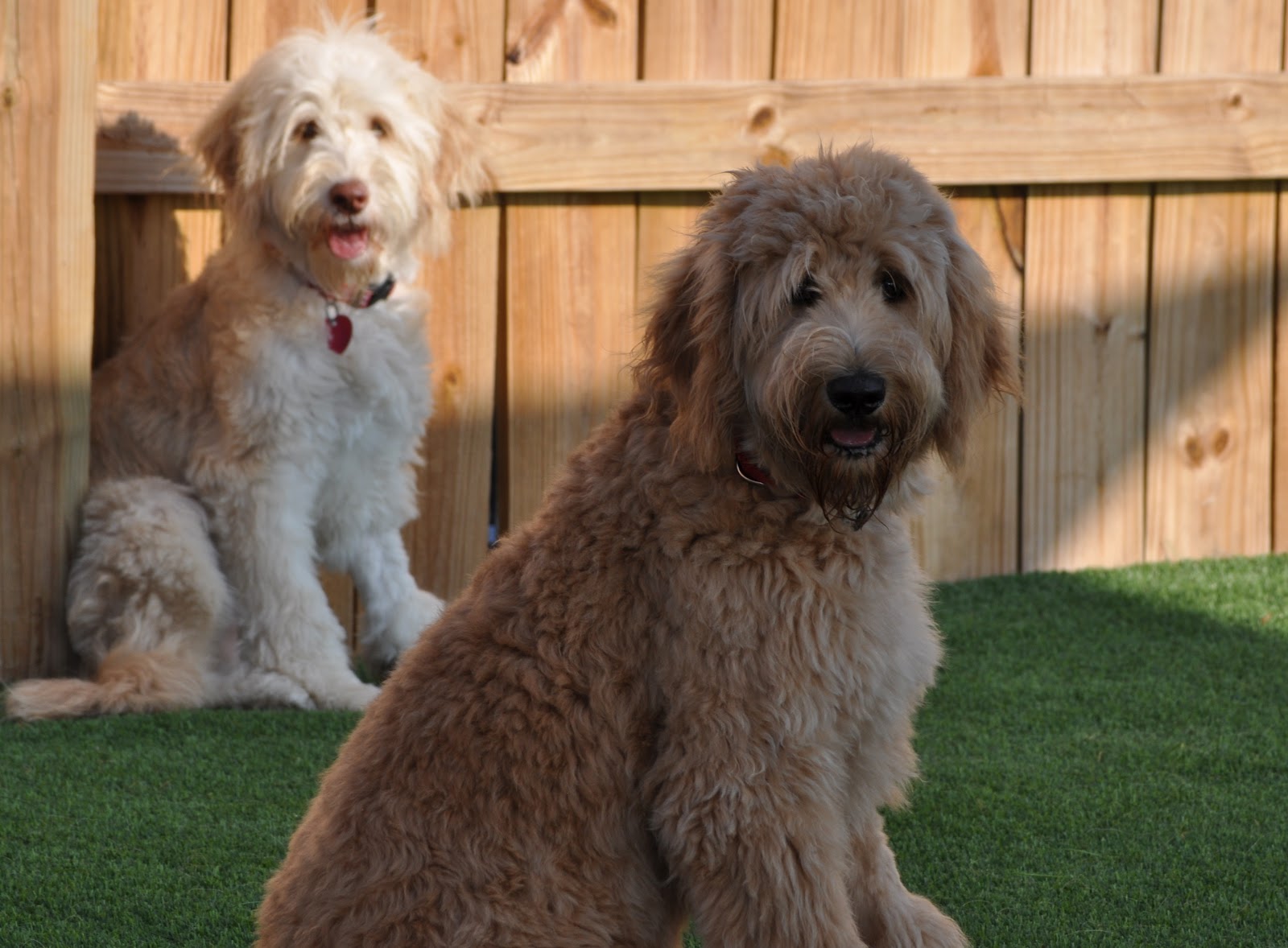 Which Dog Breed Is Right For Me Quiz Dog Training Home Dog Types