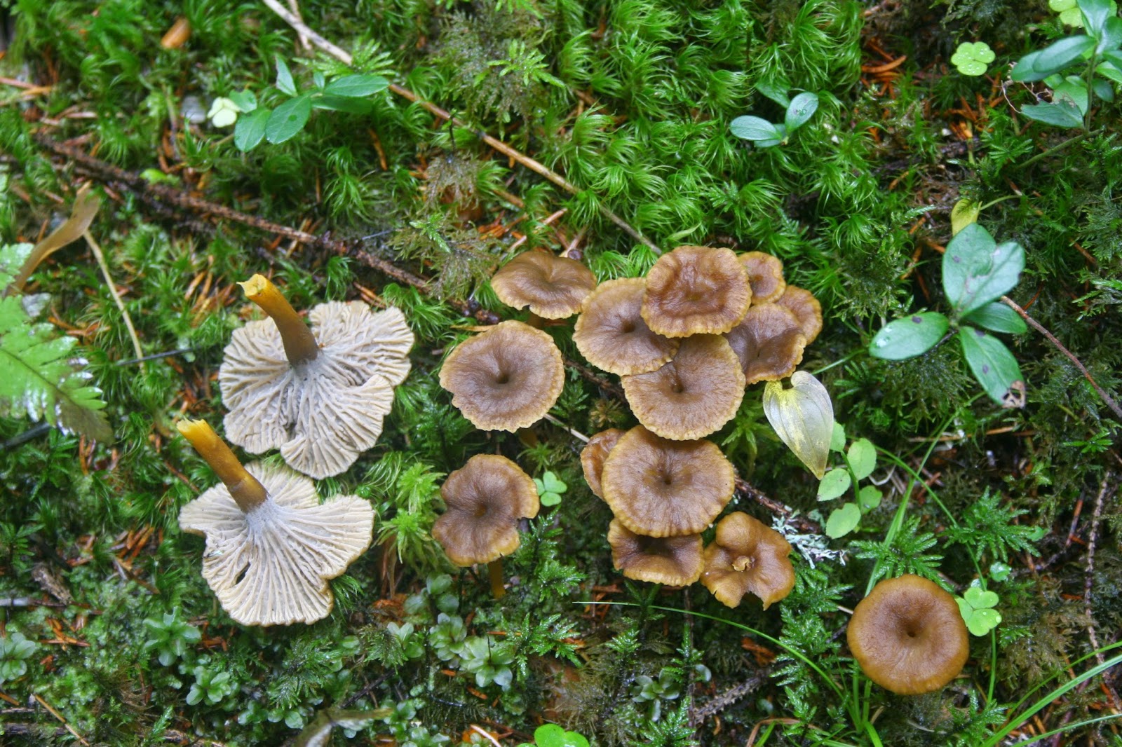 Kuivan kangasmetsän sienet