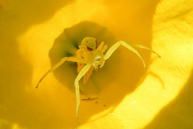 Inside of a daffodil..........