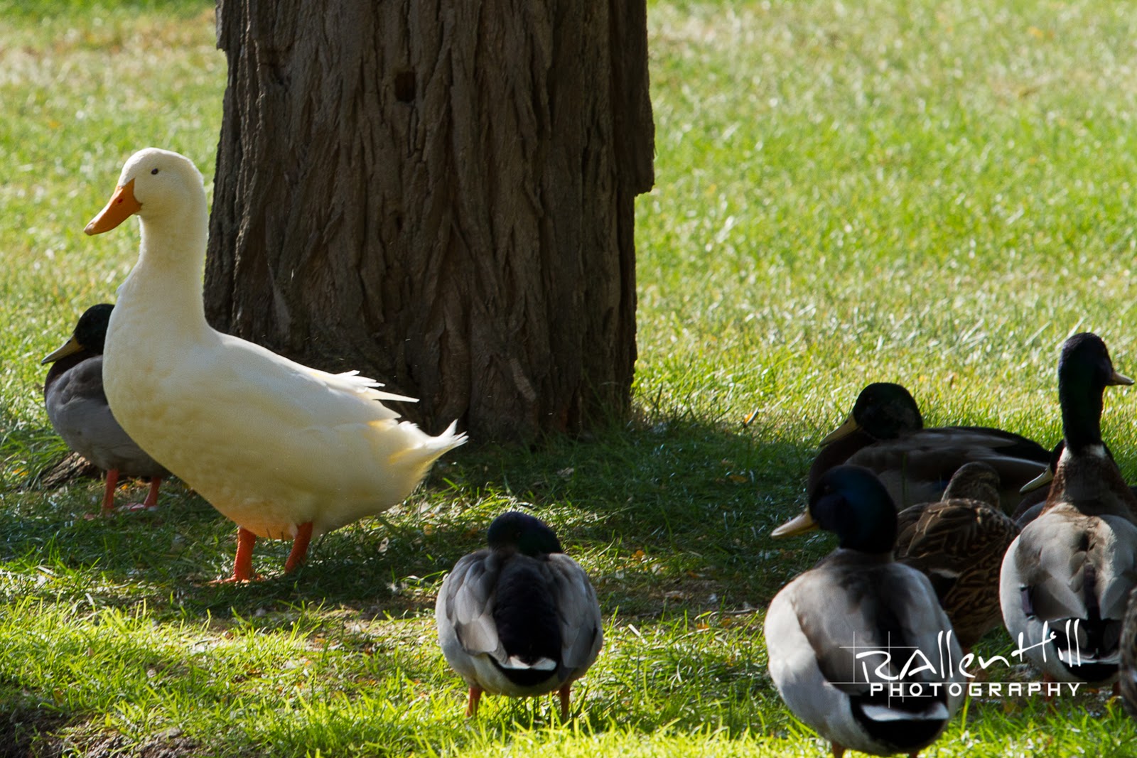 Duck Queen