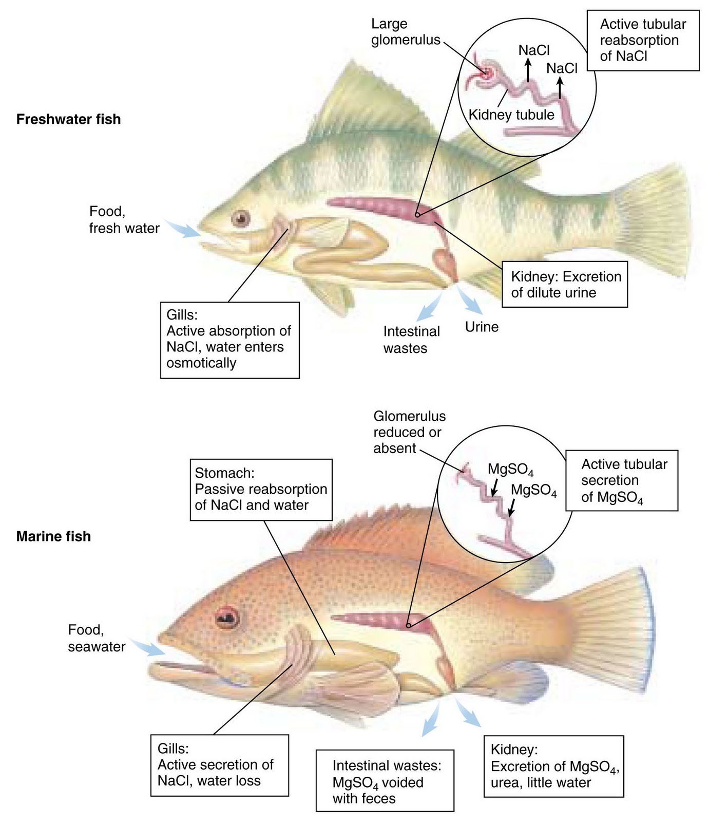 fresh salt water fishing List of popular freshwater sport fishes skip to content water water home lake watch freshwater fishing video. fresh salt water fishing List of popular freshwater sport fishes skip to content water water home lake watch freshwater fishing video.