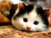 Kucing Lagi Nyantai tips-merawat-kucing-04