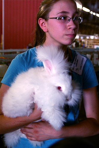 satin angora rabbit for sale