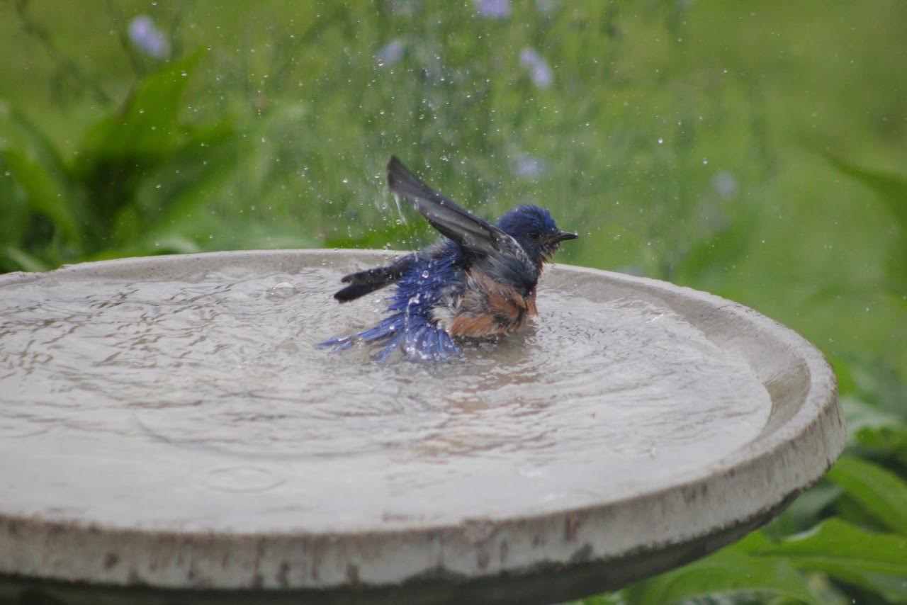 top 28 birds unlimited bird baths wild birds unlimited top 28 birds unlimited bird baths wild birds unlimited