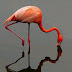 Flamingo-americano (Phoenicopterus ruber)