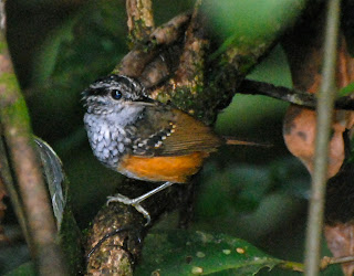 Guianan Warbling Antbird Male, Hypocnemis cantator