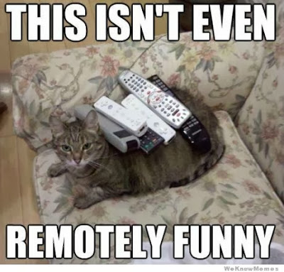 Funny Pics of Cats Funny Pics of Cats