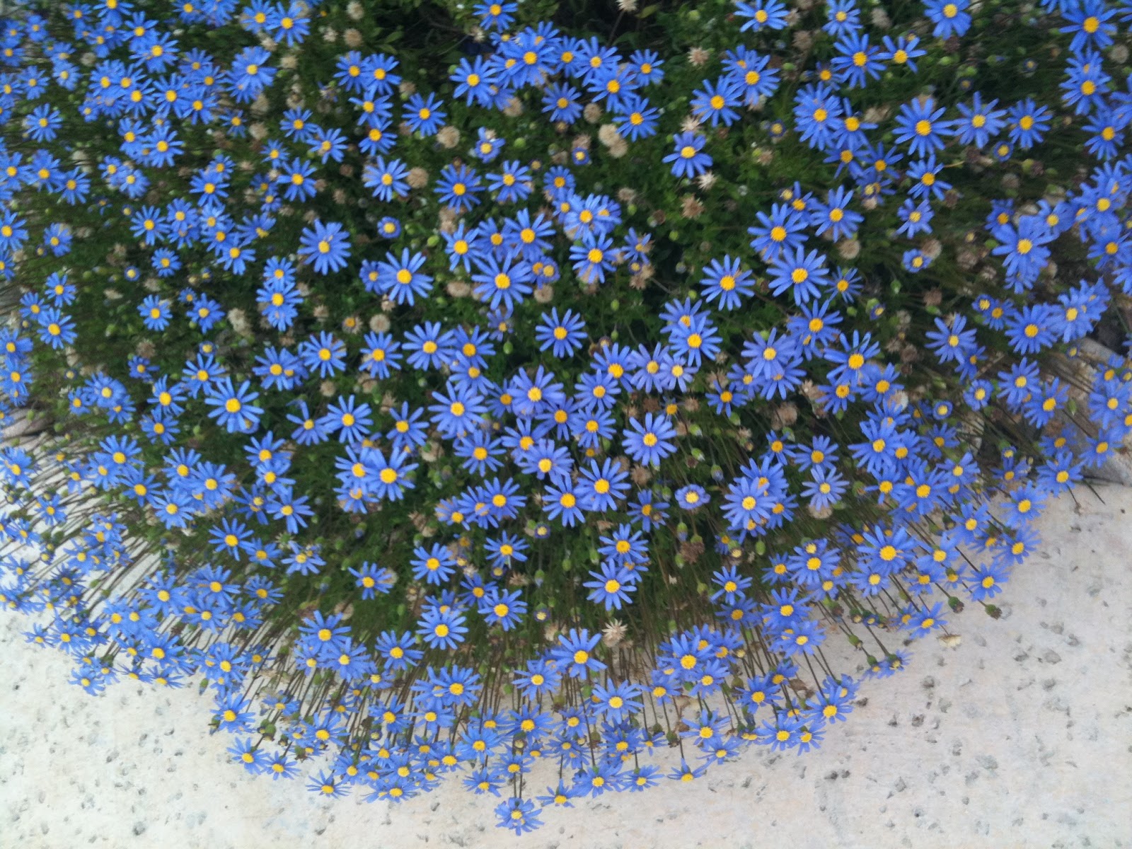 Blue Marguerite