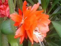 cactus orquidea - VERMELHA