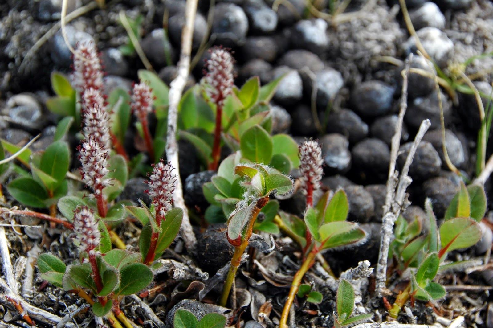 Trees Salix arctica Arctic Willow