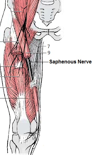 Saphenous Nerve