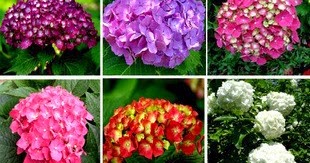 La cancion del jardinero: El Geranio