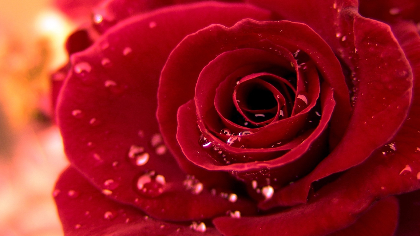 http://4.bp.blogspot.com/-Zefk13Rra8c/UG8F0AI5VdI/AAAAAAAABQg/2UBxUyej34Y/s1600/Red-rose-wallpaper-20.jpg